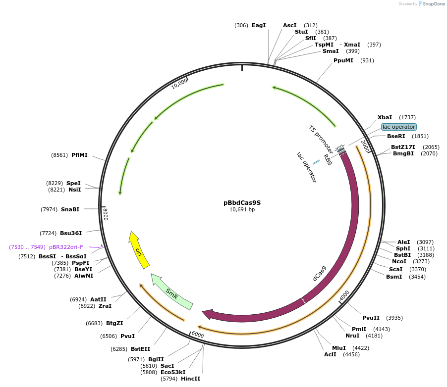 149638-plasmid-map-sequence-id-311457