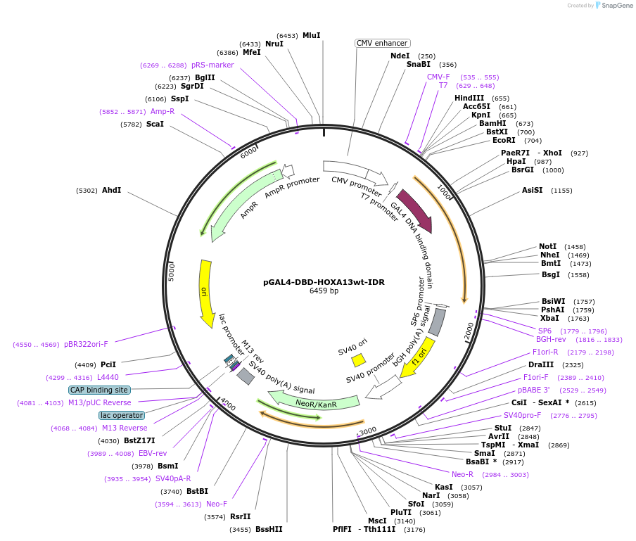 145240-plasmid-map-sequence-id-311502