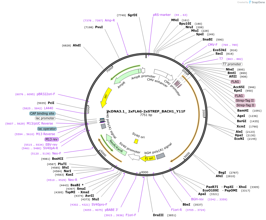 159132-plasmid-map-sequence-id-311513