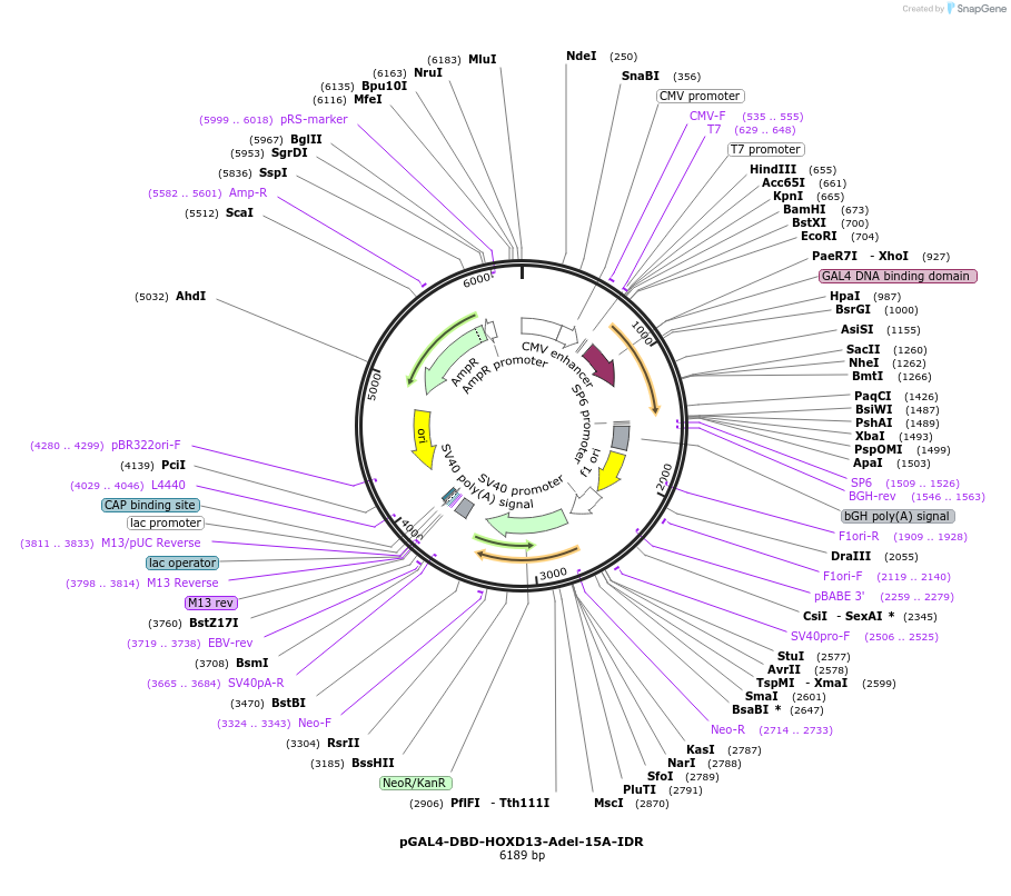 145243-plasmid-map-sequence-id-311520