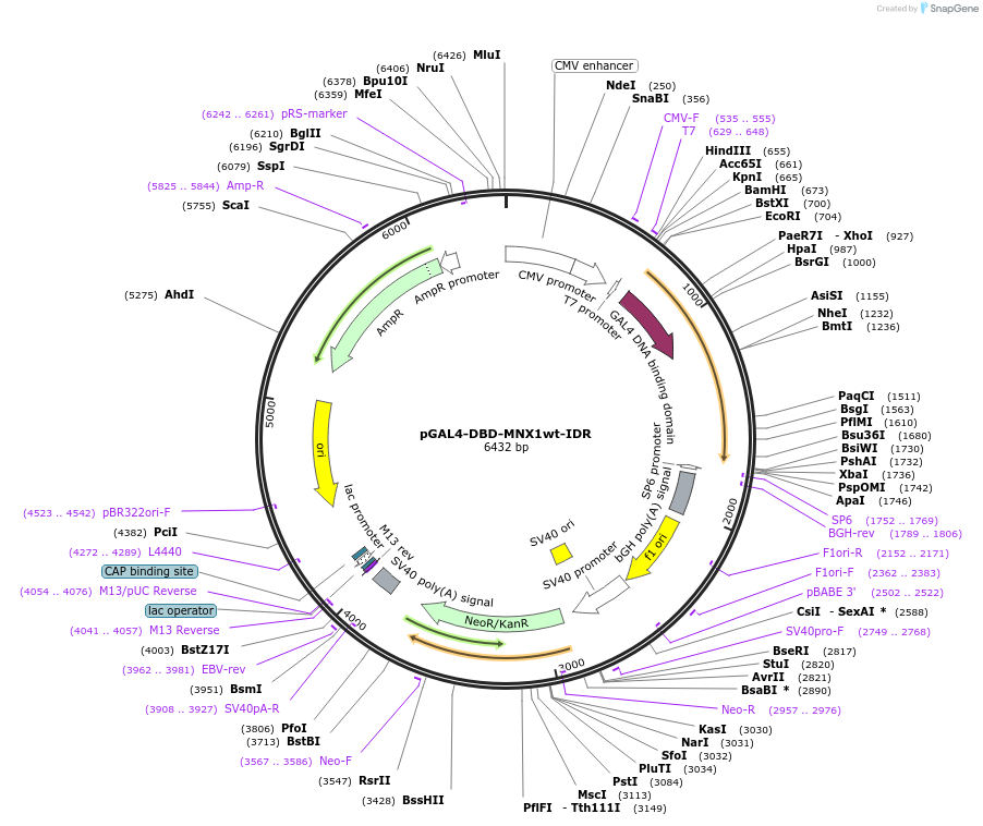 145248-plasmid-map-sequence-id-311524