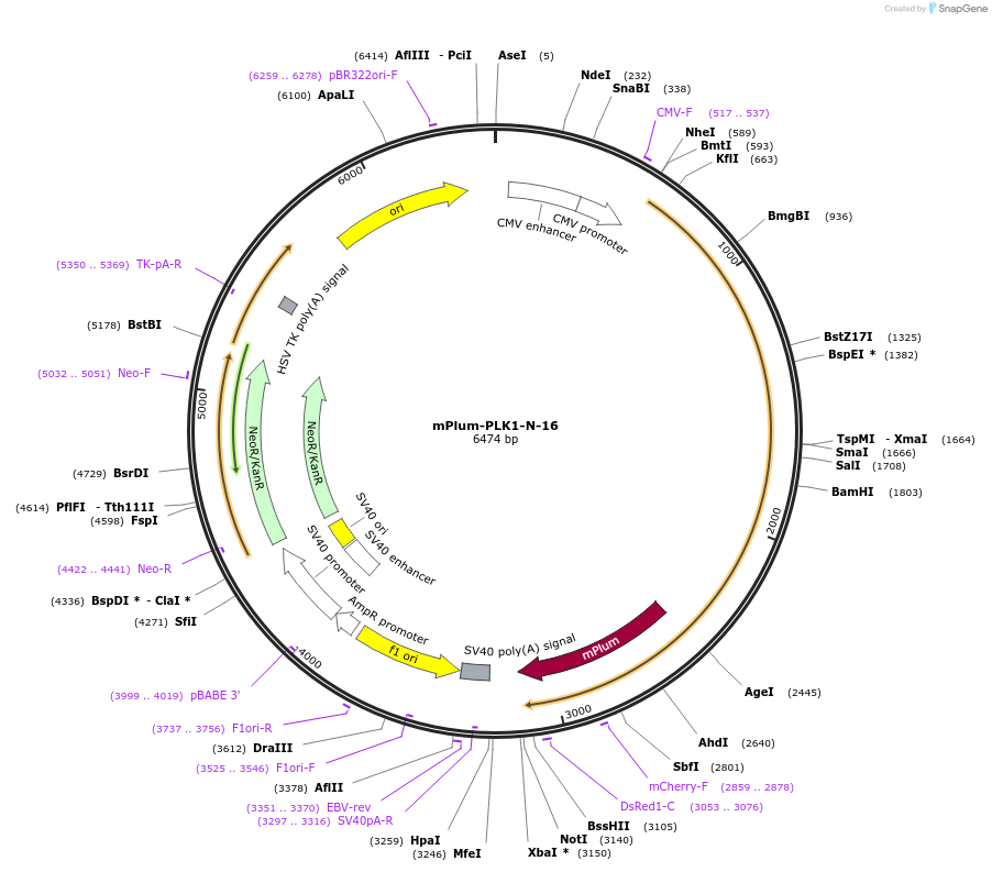55995-plasmid-map-sequence-id-311529