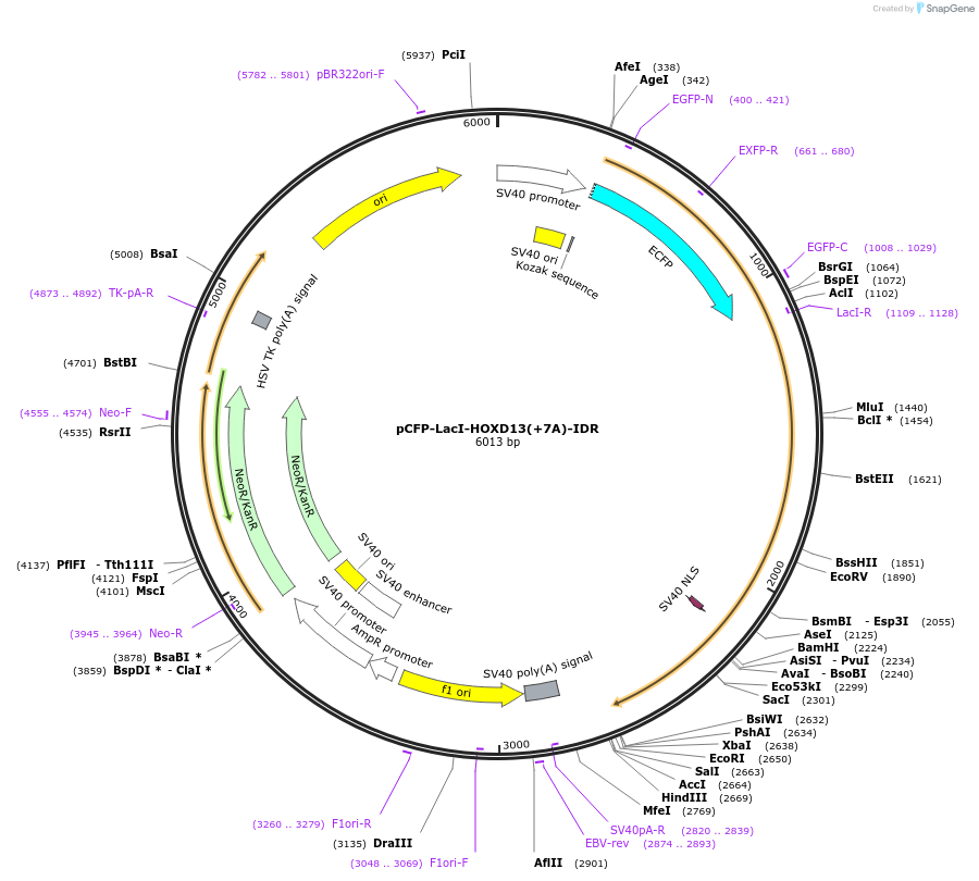 145256-plasmid-map-sequence-id-311536