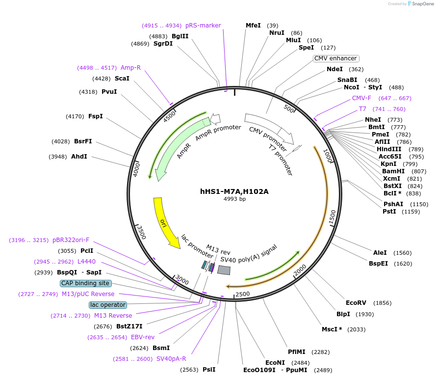 159171-plasmid-map-sequence-id-311544