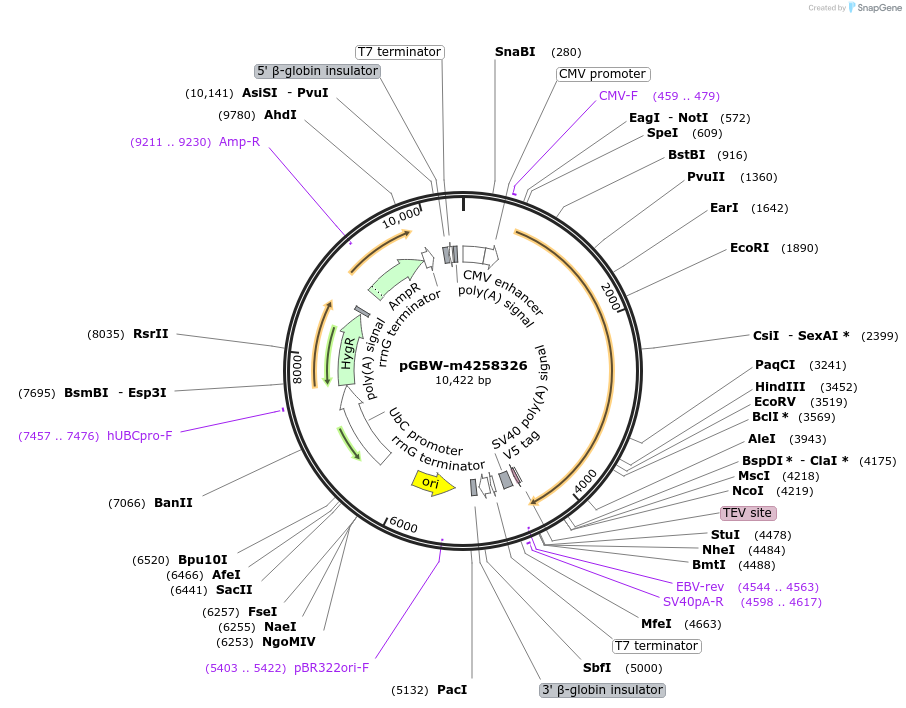 154793-plasmid-map-sequence-id-311545