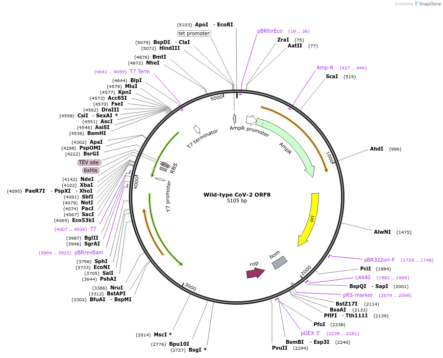 159933-plasmid-map-sequence-id-311565