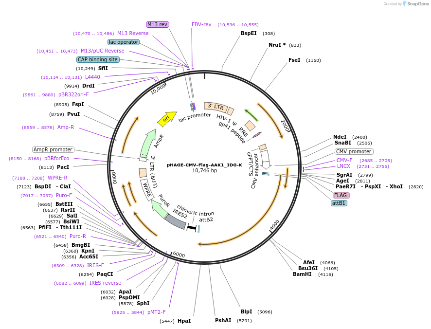 135280-plasmid-map-sequence-id-311570