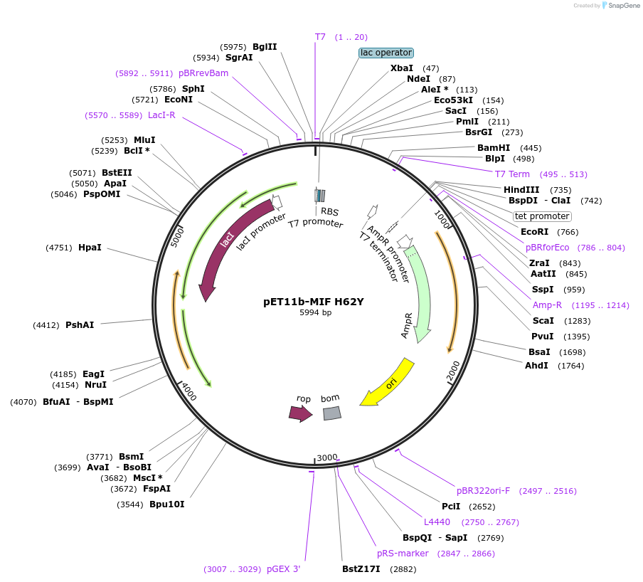 149442-plasmid-map-sequence-id-311581