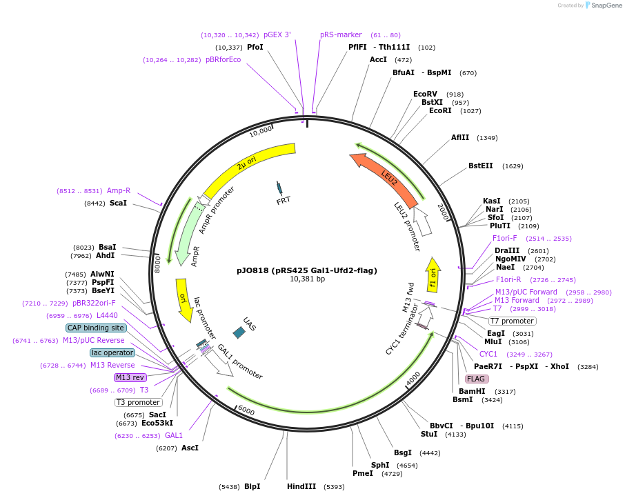 159522-plasmid-map-sequence-id-311602