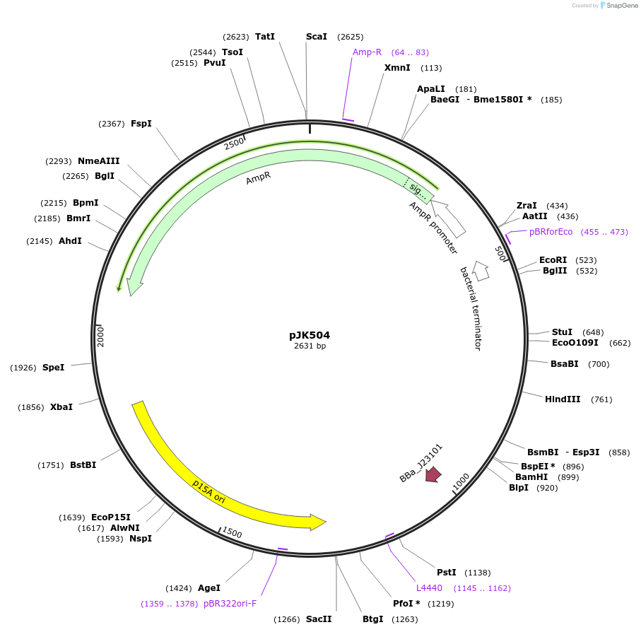 155381-plasmid-map-sequence-id-311606
