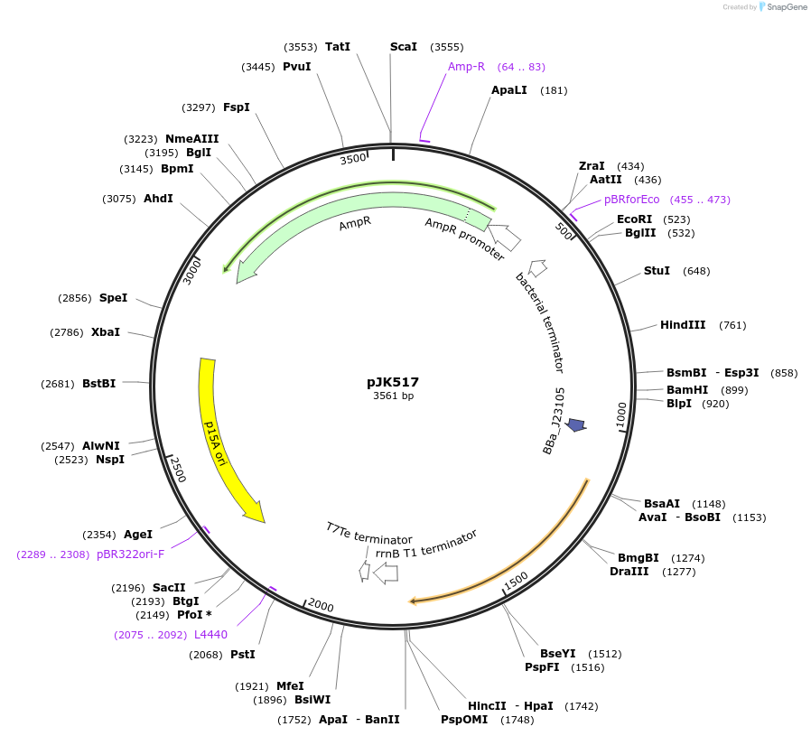 155385-plasmid-map-sequence-id-311607
