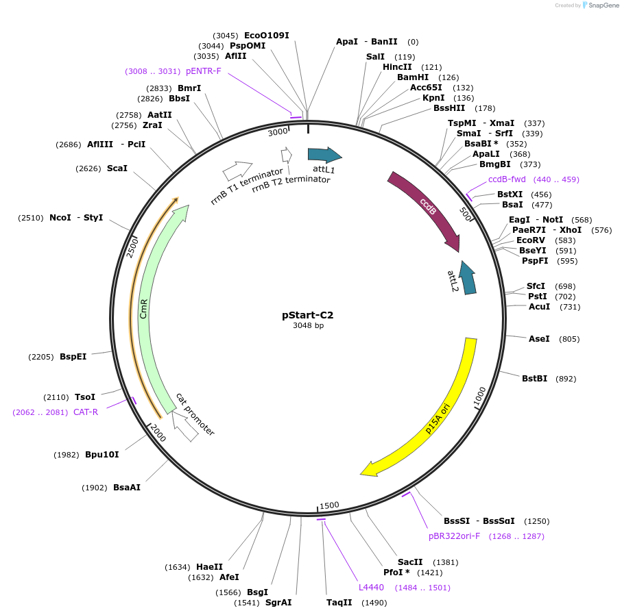 20345-plasmid-map-sequence-id-311609