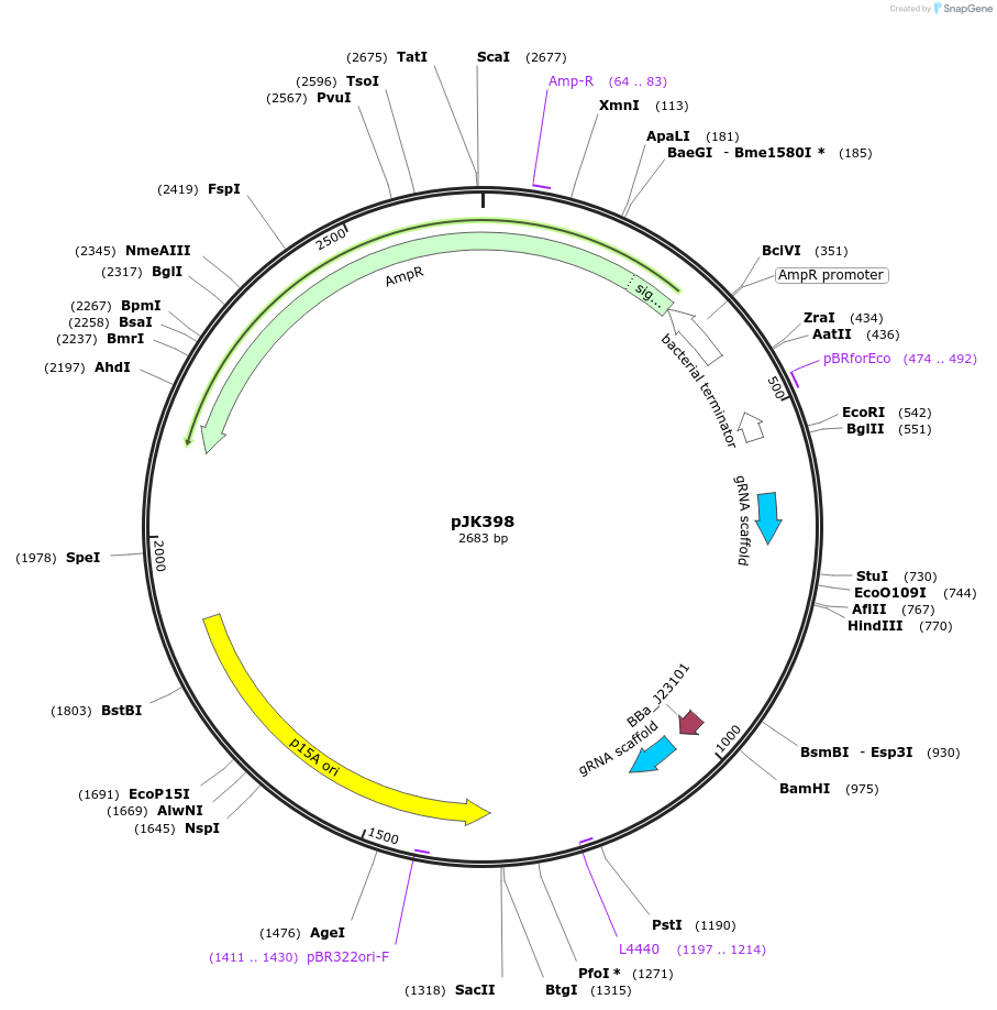 155370-plasmid-map-sequence-id-311610