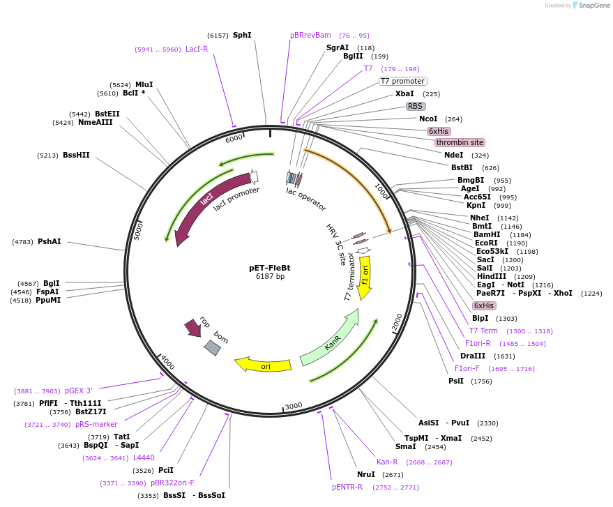 149302-plasmid-map-sequence-id-311624