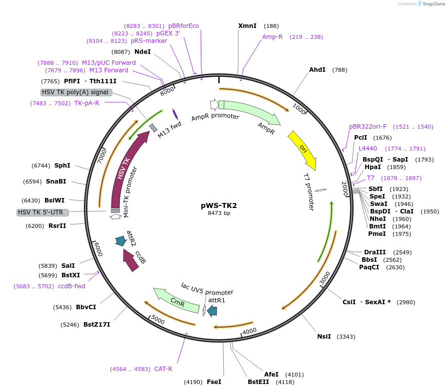 20348-plasmid-map-sequence-id-311628