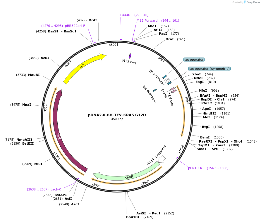 159439-plasmid-map-sequence-id-311636
