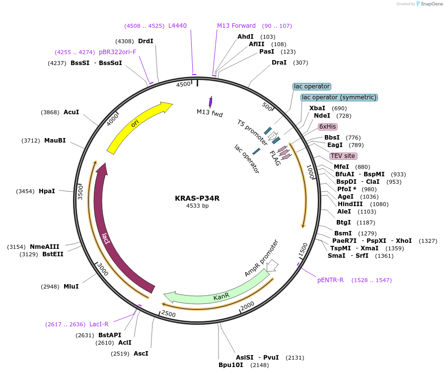 158527-plasmid-map-sequence-id-311637