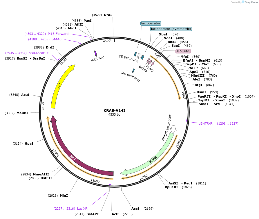 154427-plasmid-map-sequence-id-311638