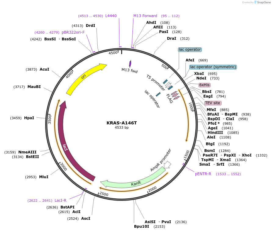154426-plasmid-map-sequence-id-311639