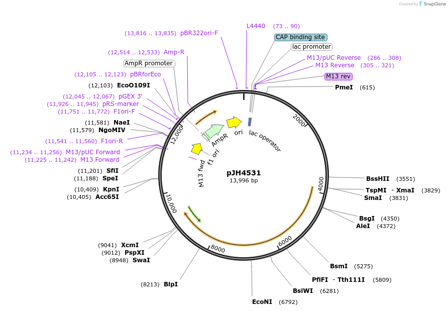 132366-plasmid-map-sequence-id-311642