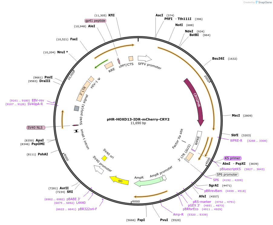 145258-plasmid-map-sequence-id-311643