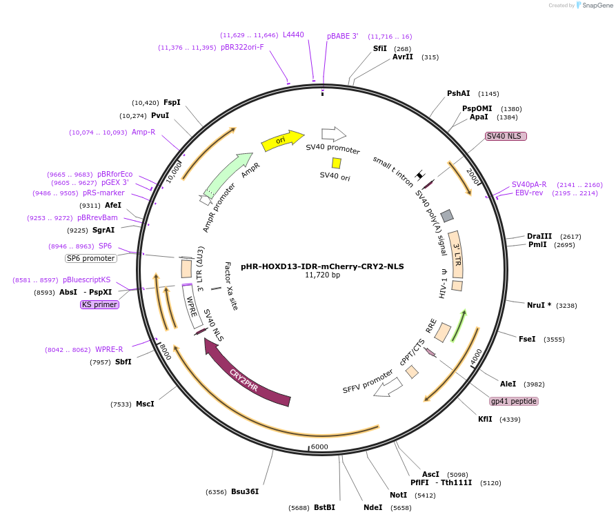 145260-plasmid-map-sequence-id-311648