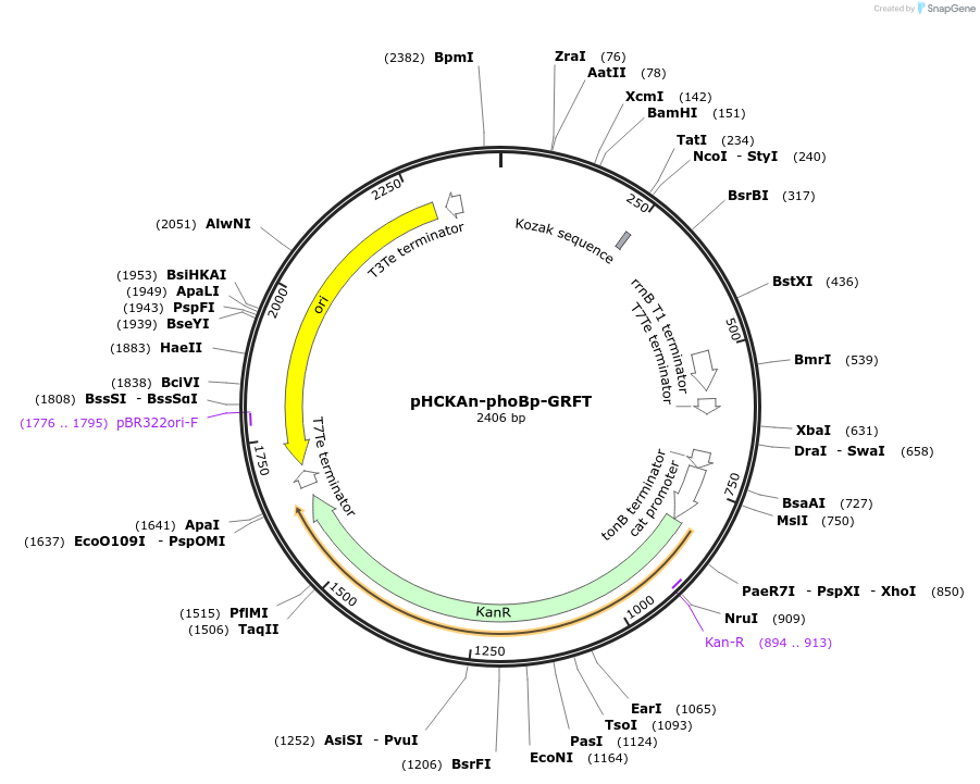 158746-plasmid-map-sequence-id-311656