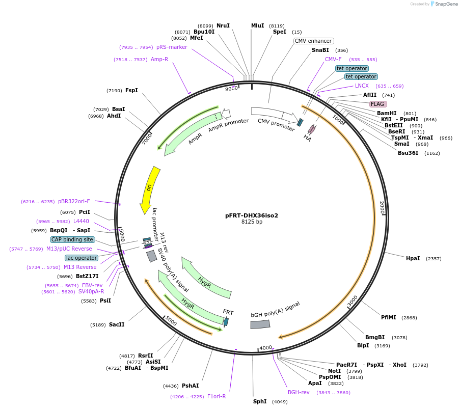 159586-plasmid-map-sequence-id-311662
