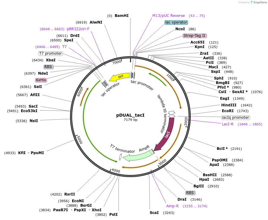 155170-plasmid-map-sequence-id-311666