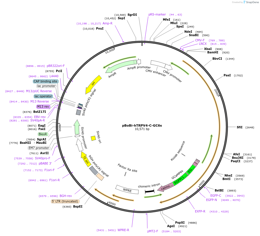 154150-plasmid-map-sequence-id-311667
