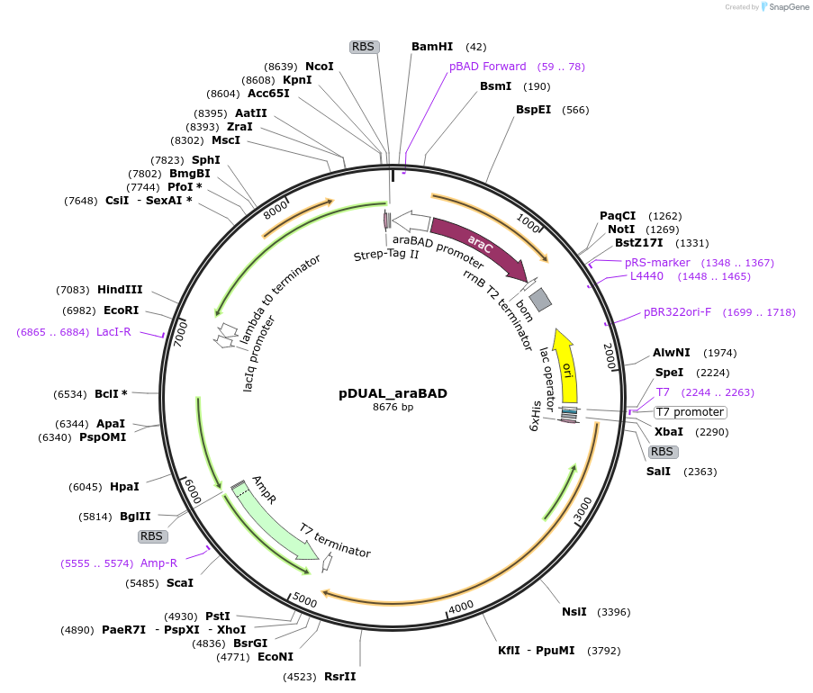155172-plasmid-map-sequence-id-311670