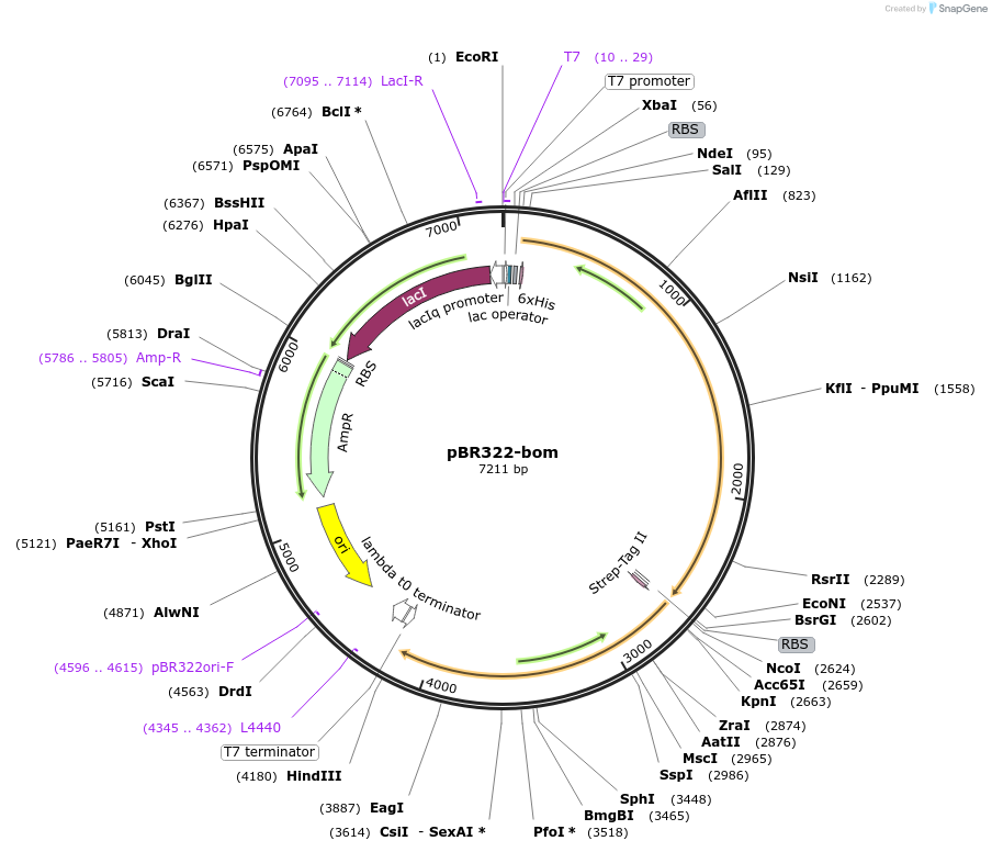 155178-plasmid-map-sequence-id-311675