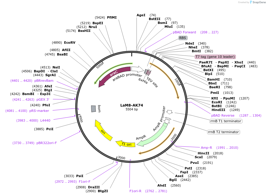 159594-plasmid-map-sequence-id-311680