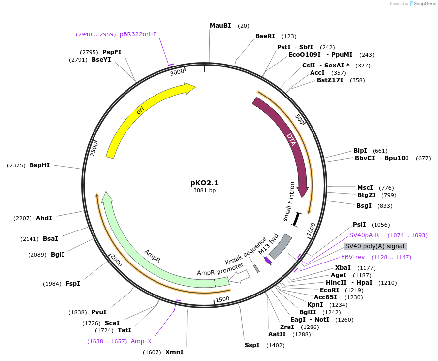 22674-plasmid-map-sequence-id-311682