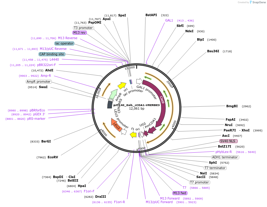 145103-plasmid-map-sequence-id-311693