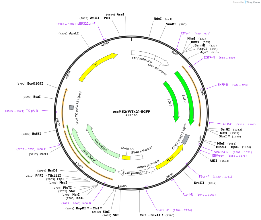 140258-plasmid-map-sequence-id-311696
