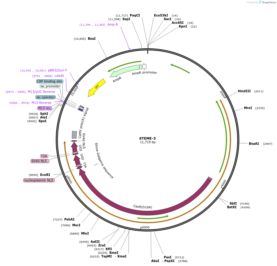 138139-plasmid-map-sequence-id-311725