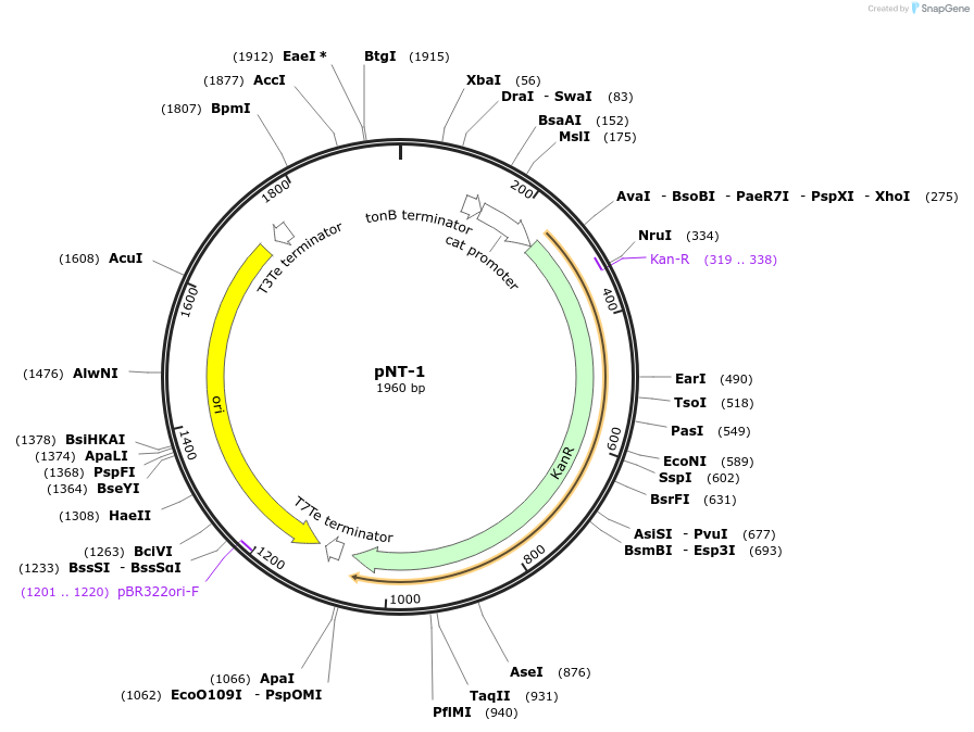 154935-plasmid-map-sequence-id-311726