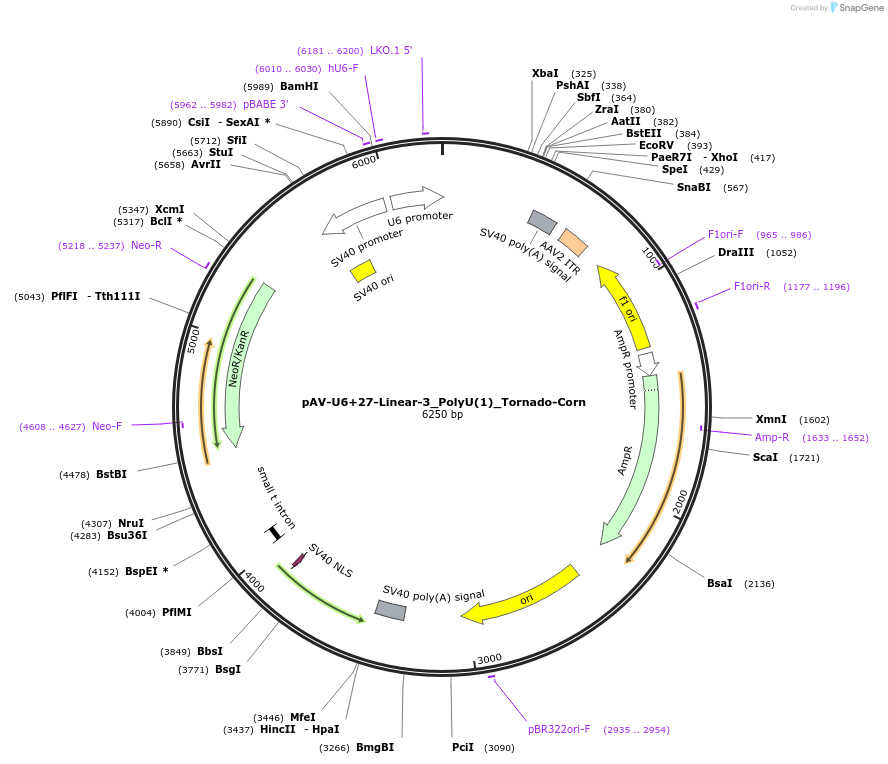 159503-plasmid-map-sequence-id-311729