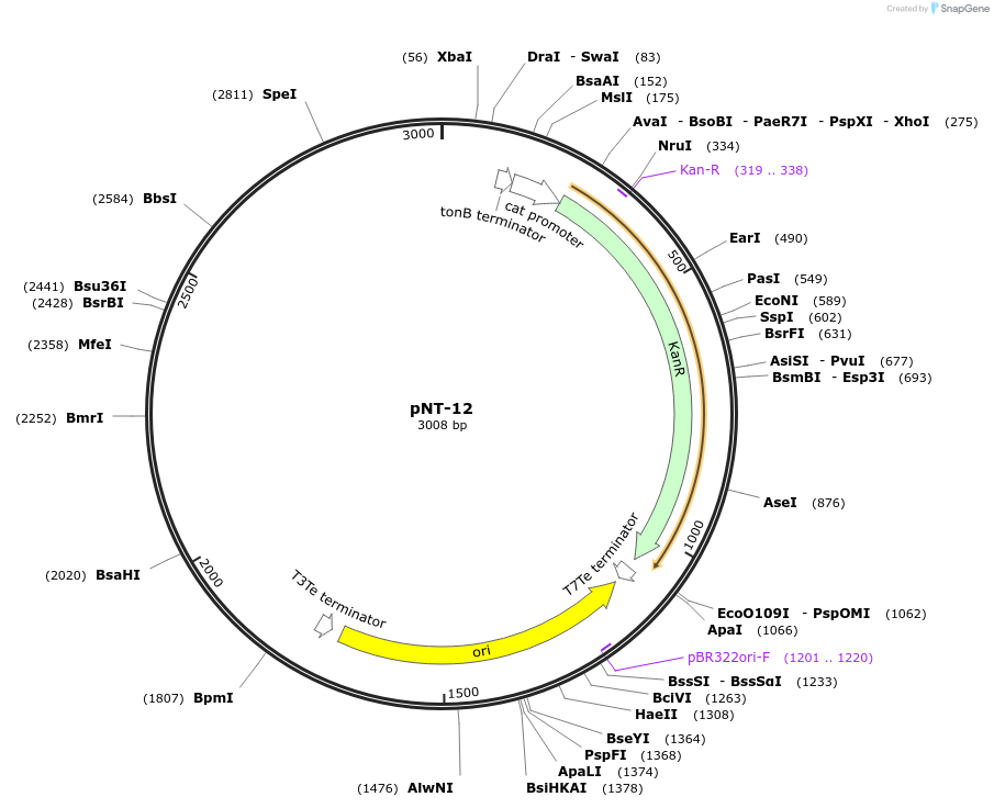 154933-plasmid-map-sequence-id-311733