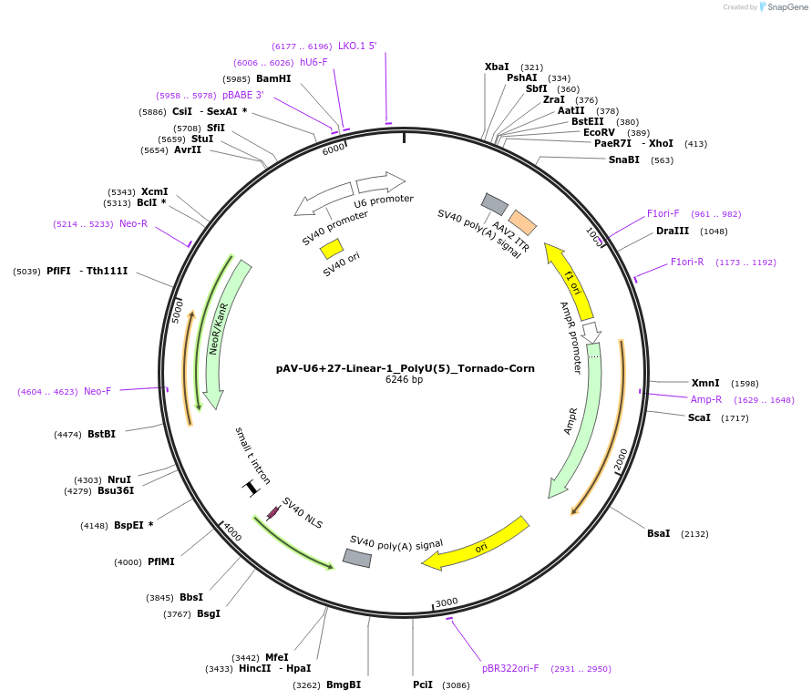159483-plasmid-map-sequence-id-311734
