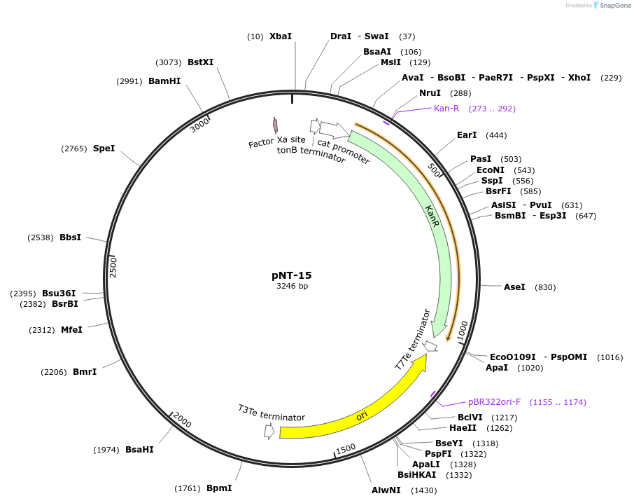154932-plasmid-map-sequence-id-311736