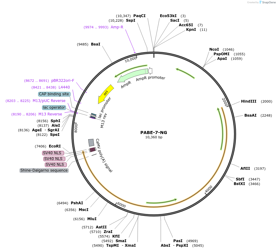 138142-plasmid-map-sequence-id-311738