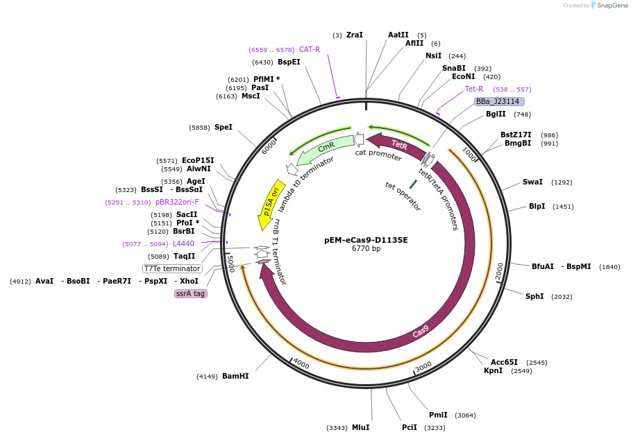 154926-plasmid-map-sequence-id-311749
