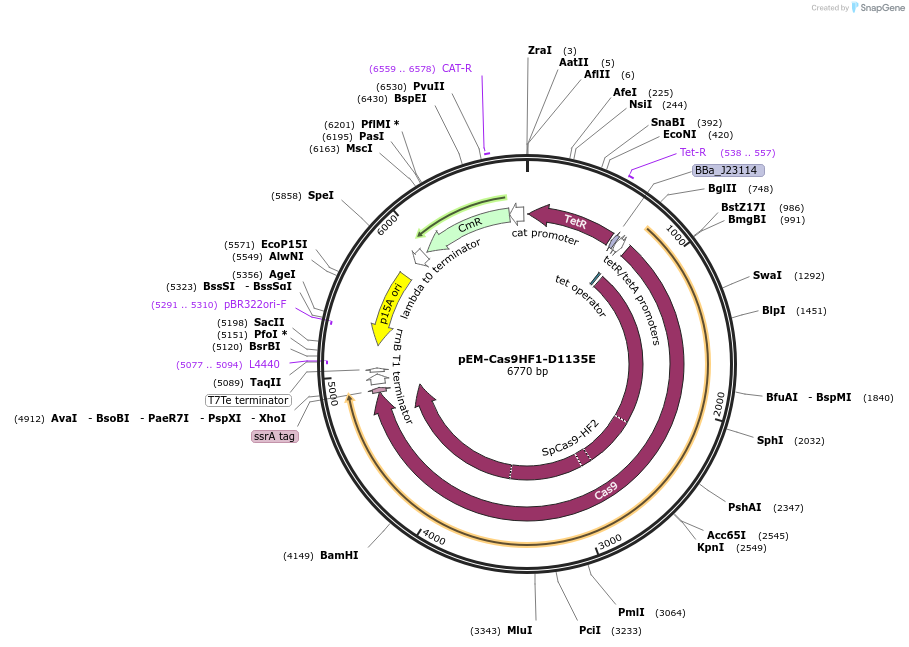 154924-plasmid-map-sequence-id-311754
