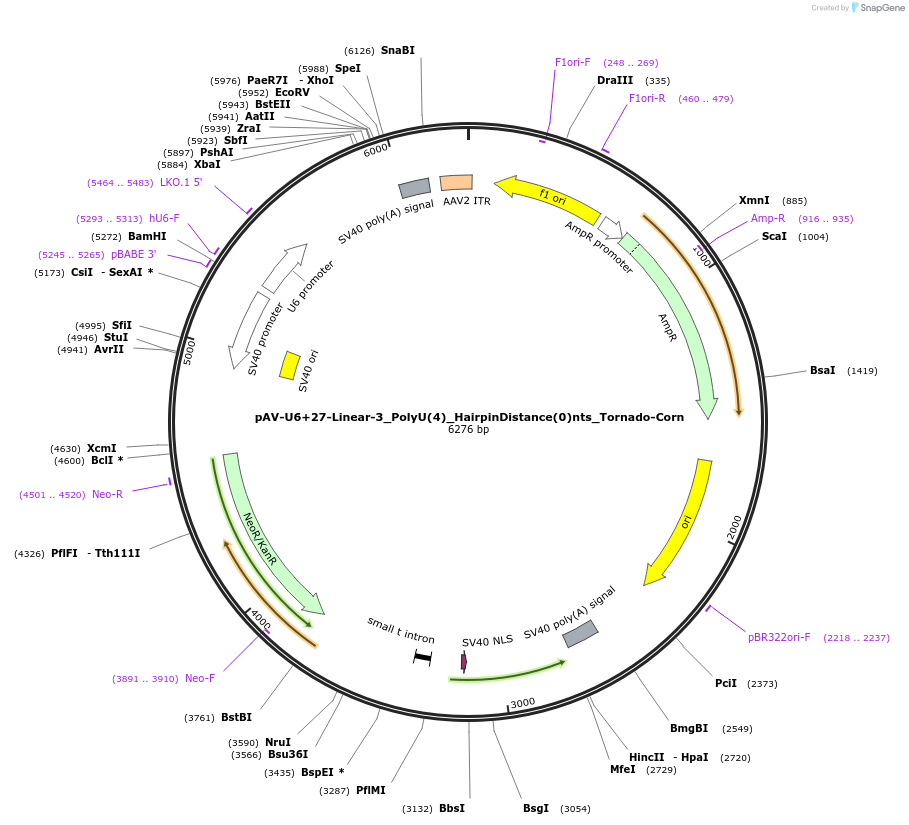 159508-plasmid-map-sequence-id-311756