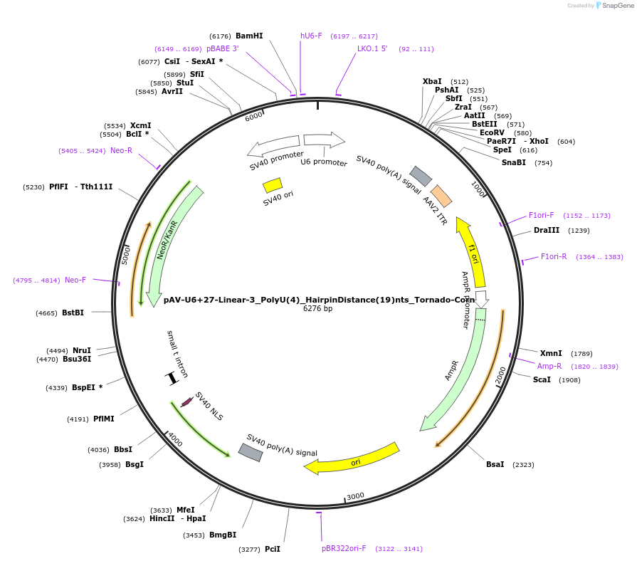 159514-plasmid-map-sequence-id-311759