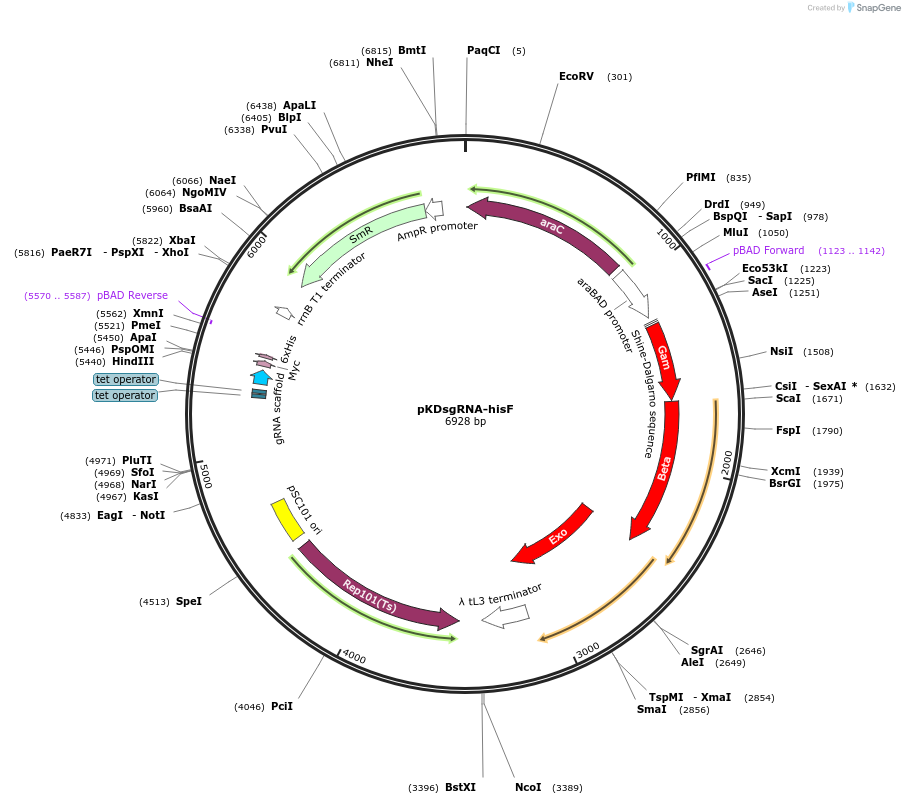 154922-plasmid-map-sequence-id-311761