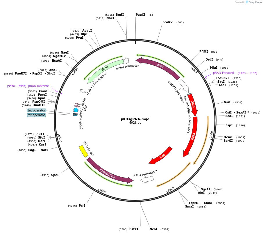 154921-plasmid-map-sequence-id-311763