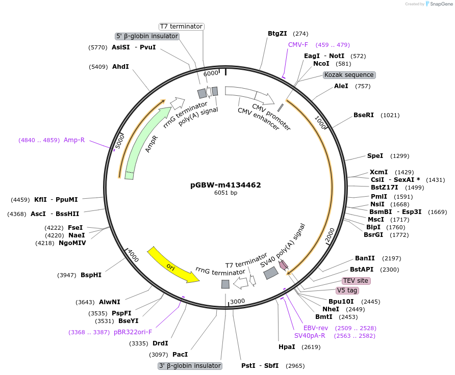 152279-plasmid-map-sequence-id-311766